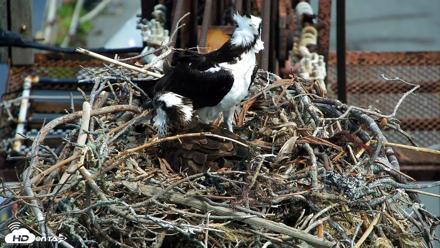 San Francisco Bay Osprey Nest Live Webcam - Apr 19, 2026, 10:55am PDT