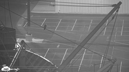 San Francisco Bay Osprey Nest Live Webcam - Oct 2, 2026, 3:01am PDT