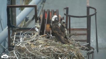 San Francisco Bay Osprey Nest Live Webcam - Jul 10, 2026, 8:58am PDT