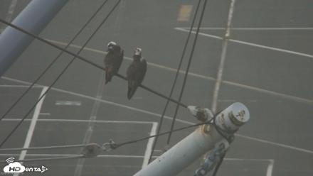 San Francisco Bay Osprey Nest Live Webcam - Jun 8, 2026, 8:49pm PDT