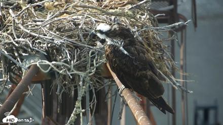 San Francisco Bay Osprey Nest Live Webcam - Jul 12, 2026, 6:15pm PDT