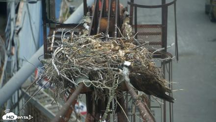 San Francisco Bay Osprey Nest Live Webcam - Jun 26, 2026, 7:33am PDT