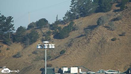 San Francisco Bay Osprey Nest Live Webcam - Oct 7, 2026, 8:18am PDT