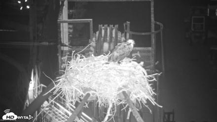 San Francisco Bay Osprey Nest Live Webcam - Jul 11, 2026, 4:50am PDT