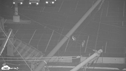 San Francisco Bay Osprey Nest Live Webcam - Jun 11, 2026, 5:03am PDT
