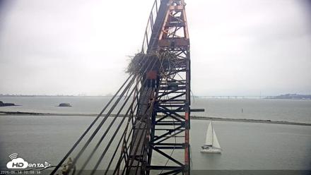San Francisco Bay Osprey Nest Live Webcam - Jun 14, 2026, 10:11am PDT