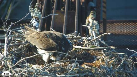 San Francisco Bay Osprey Nest Live Webcam - May 19, 2026, 6:10pm PDT