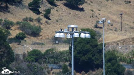 San Francisco Bay Osprey Nest Live Webcam - Jun 11, 2026, 12:24pm PDT