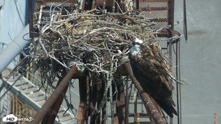 San Francisco Bay Osprey Nest Live Webcam - Jul 2, 2026, 11:01am PDT