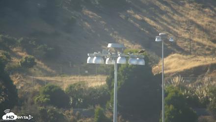 San Francisco Bay Osprey Nest Live Webcam - Jun 22, 2026, 5:23pm PDT