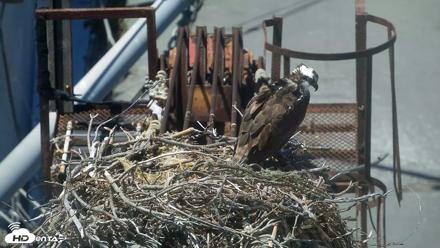San Francisco Bay Osprey Nest Live Webcam - Jul 8, 2026, 2:24pm PDT