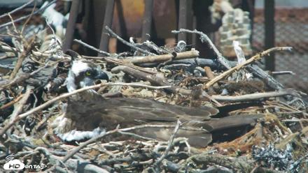San Francisco Bay Osprey Nest Live Webcam - May 23, 2026, 1:36pm PDT