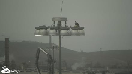 San Francisco Bay Osprey Nest Live Webcam - Aug 31, 2026, 8:52am PDT