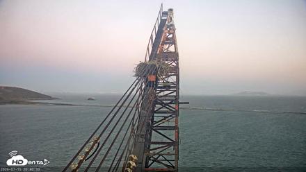 San Francisco Bay Osprey Nest Live Webcam - Jul 15, 2026, 8:41pm PDT