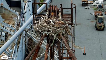 San Francisco Bay Osprey Nest Live Webcam - May 5, 2026, 2:41pm PDT