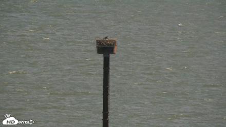 San Francisco Bay Osprey Nest Live Webcam - Jun 14, 2026, 11:54am PDT