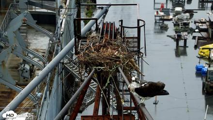 San Francisco Bay Osprey Nest Live Webcam - Apr 12, 2026, 11:03am PDT