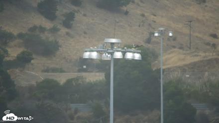 San Francisco Bay Osprey Nest Live Webcam - Jul 17, 2026, 11:13am PDT
