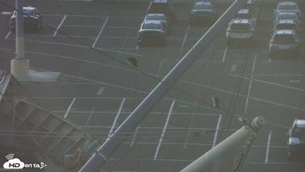 San Francisco Bay Osprey Nest Live Webcam - Jun 1, 2026, 9:04pm PDT