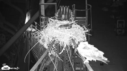 San Francisco Bay Osprey Nest Live Webcam - May 15, 2026, 11:03pm PDT