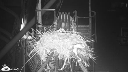 San Francisco Bay Osprey Nest Live Webcam - Jun 14, 2026, 11:15pm PDT