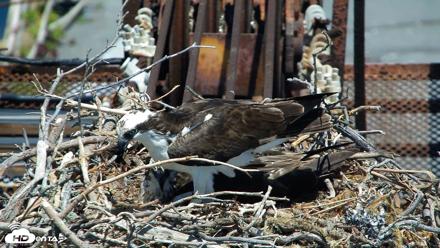 San Francisco Bay Osprey Nest Live Webcam - May 20, 2026, 12:21pm PDT