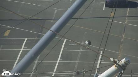 San Francisco Bay Osprey Nest Live Webcam - Aug 24, 2026, 3:43pm PDT