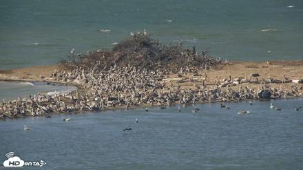 San Francisco Bay Osprey Nest Live Webcam - Oct 10, 2026, 11:03am PDT