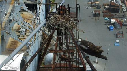 San Francisco Bay Osprey Nest Live Webcam - Jun 2, 2026, 11:39am PDT