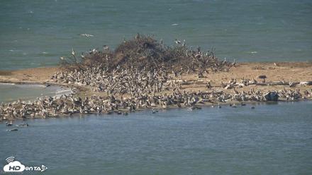 San Francisco Bay Osprey Nest Live Webcam - Oct 10, 2026, 11:00am PDT