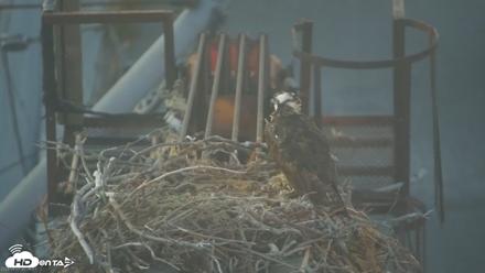San Francisco Bay Osprey Nest Live Webcam - Aug 1, 2026, 8:28pm PDT