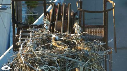 San Francisco Bay Osprey Nest Live Webcam - May 18, 2026, 7:35pm PDT
