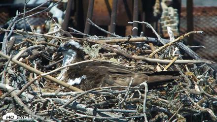 San Francisco Bay Osprey Nest Live Webcam - May 26, 2026, 2:13pm PDT