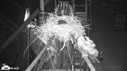 San Francisco Bay Osprey Nest Live Webcam - May 2, 2026, 11:37pm PDT