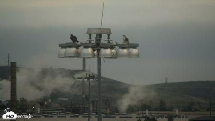 San Francisco Bay Osprey Nest Live Webcam - Jun 13, 2026, 6:31am PDT