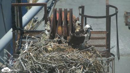 San Francisco Bay Osprey Nest Live Webcam - Jul 17, 2026, 1:52pm PDT