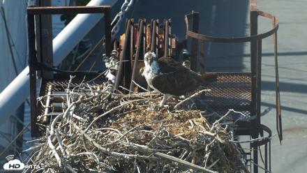San Francisco Bay Osprey Nest Live Webcam - Jun 2, 2026, 4:56pm PDT