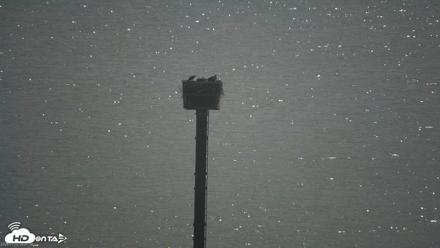 San Francisco Bay Osprey Nest Live Webcam - Jul 2, 2026, 9:42am PDT