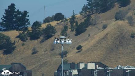 San Francisco Bay Osprey Nest Live Webcam - Jun 12, 2026, 11:12am PDT