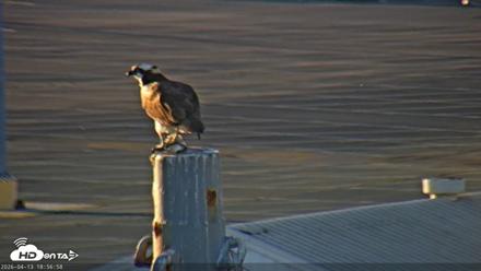 San Francisco Bay Osprey Nest Live Webcam - Apr 13, 2026, 6:57pm PDT