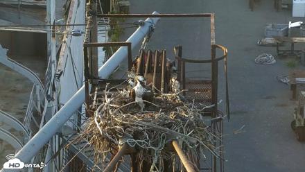 San Francisco Bay Osprey Nest Live Webcam - Jun 4, 2026, 8:05pm PDT