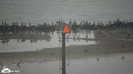 San Francisco Bay Osprey Nest Live Webcam - Aug 18, 2026, 8:55am PDT