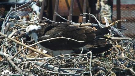 San Francisco Bay Osprey Nest Live Webcam - May 26, 2026, 2:11pm PDT