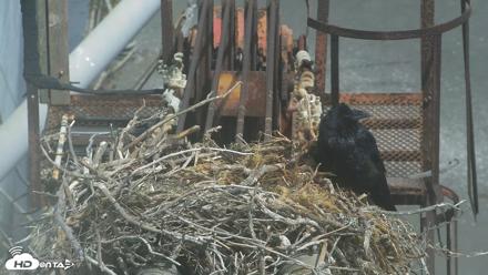 San Francisco Bay Osprey Nest Live Webcam - Sep 1, 2026, 11:26am PDT