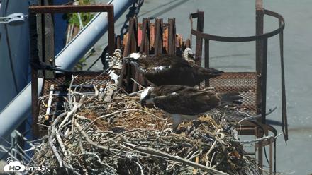 San Francisco Bay Osprey Nest Live Webcam - Jun 4, 2026, 1:48pm PDT