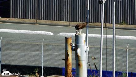 San Francisco Bay Osprey Nest Live Webcam - May 17, 2026, 8:47am PDT