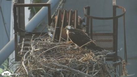 San Francisco Bay Osprey Nest Live Webcam - Jun 1, 2026, 8:47pm PDT