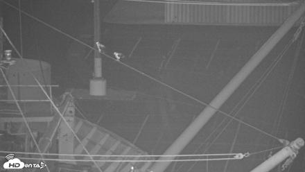 San Francisco Bay Osprey Nest Live Webcam - Jun 7, 2026, 10:05pm PDT