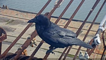 San Francisco Bay Osprey Nest Live Webcam - Mar 7, 2026, 2:22pm PST