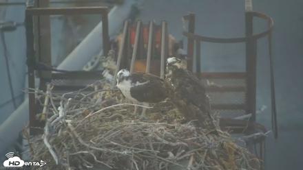 San Francisco Bay Osprey Nest Live Webcam - Aug 1, 2026, 8:24pm PDT